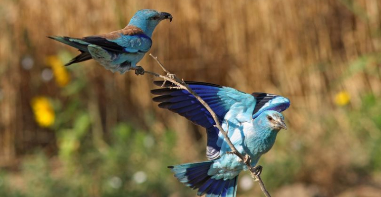 50 ARTIFICIAL NEST BOXES FOR THE EUROPEAN ROLLER WERE INSTALLED IN BULGARIA